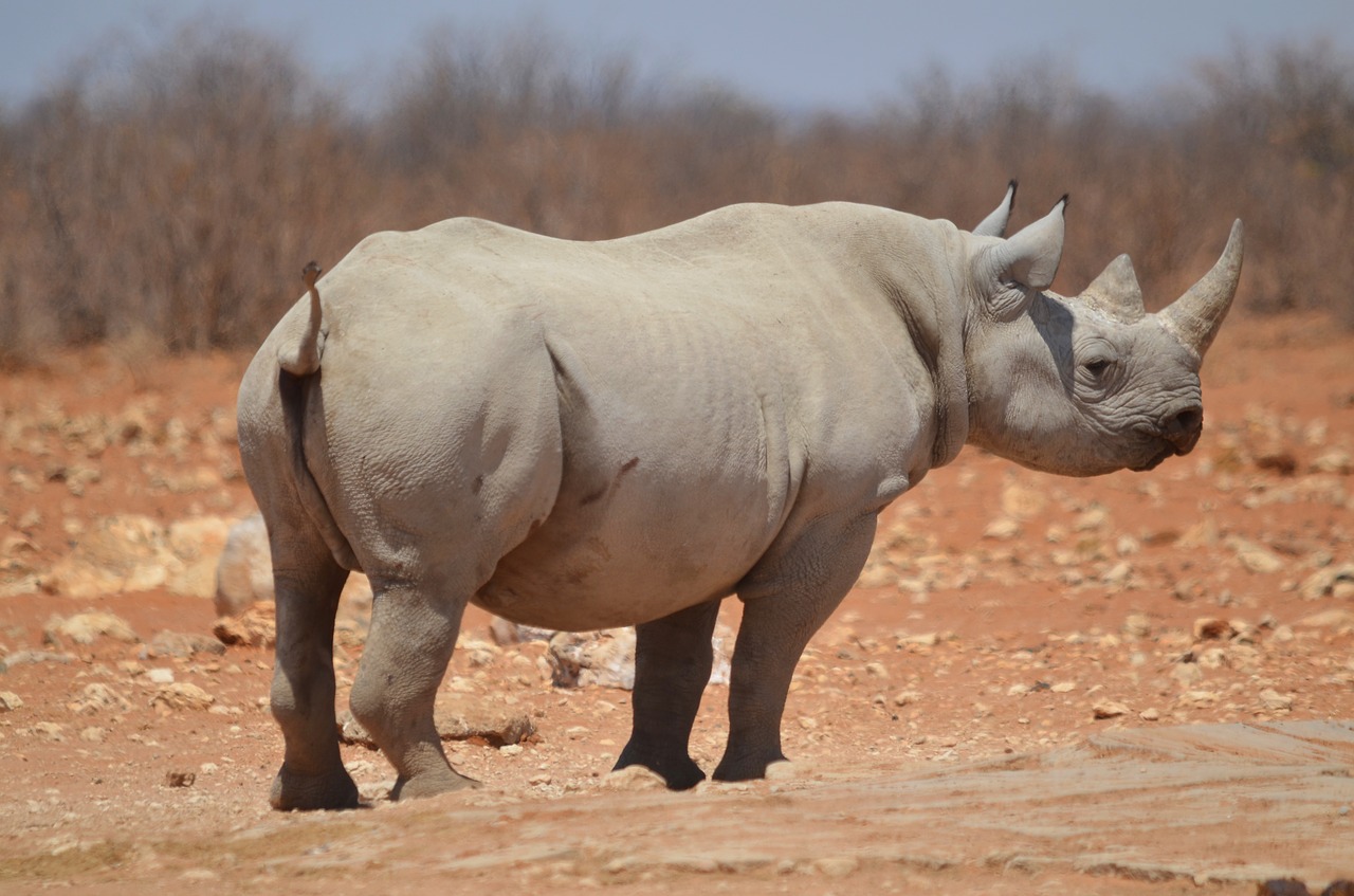 rhino etosha mammal free photo