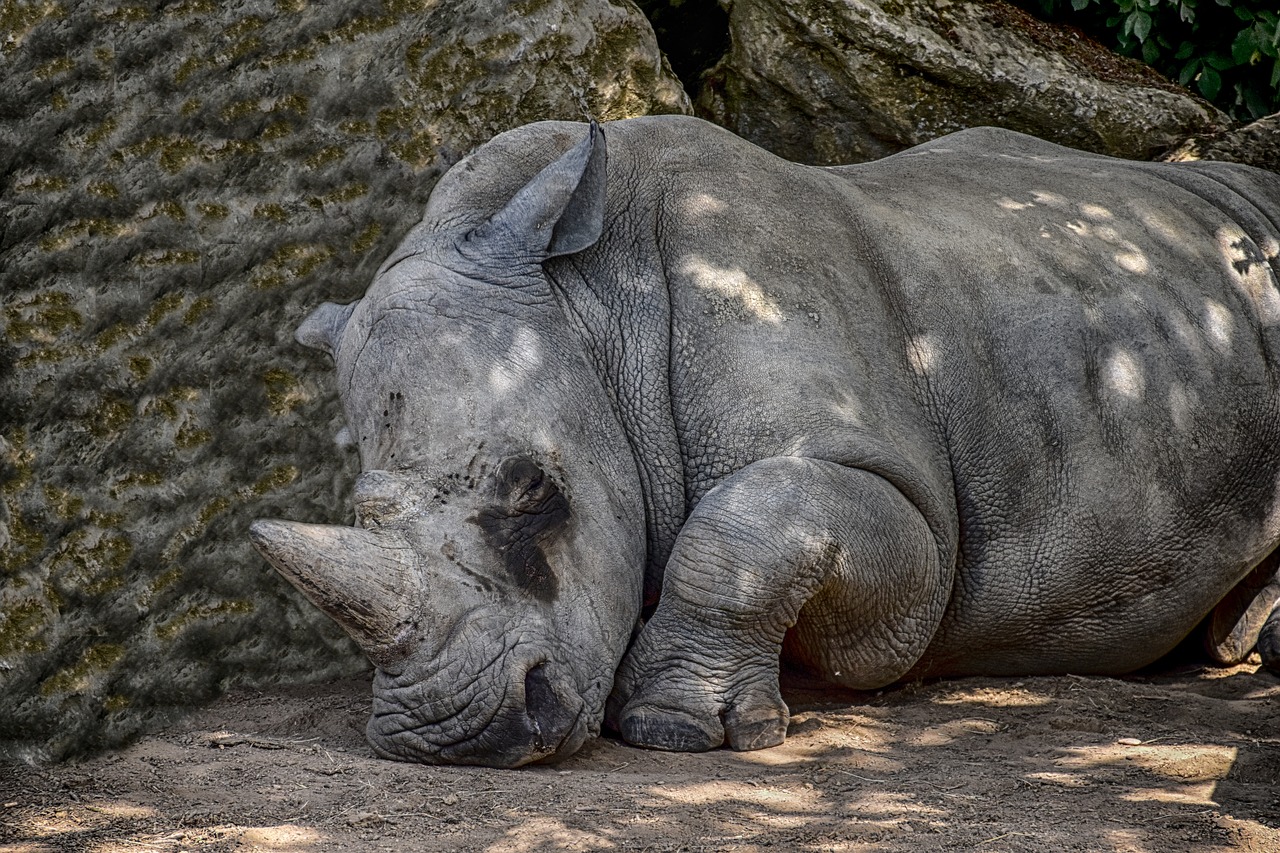 rhino animal icon free photo