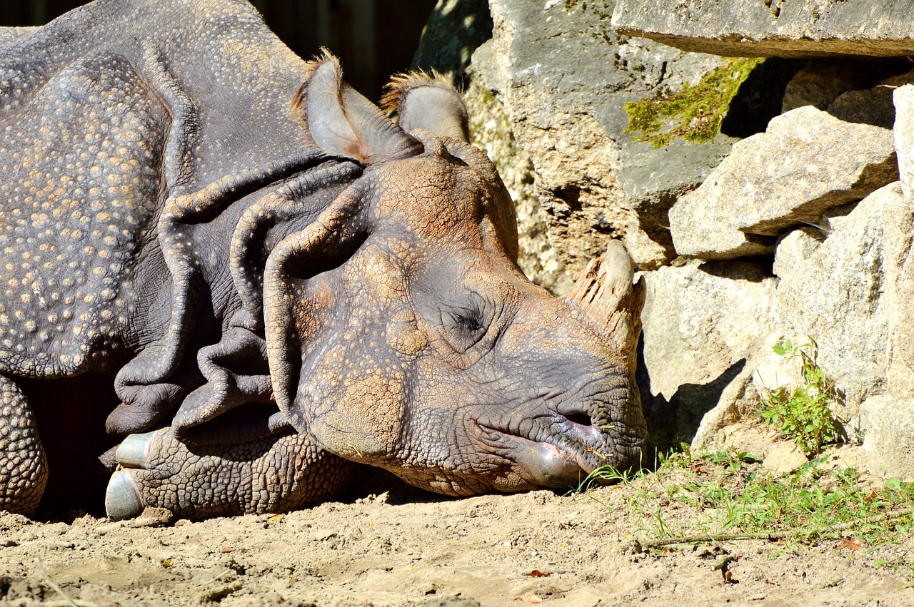 rhino animal mammal free photo