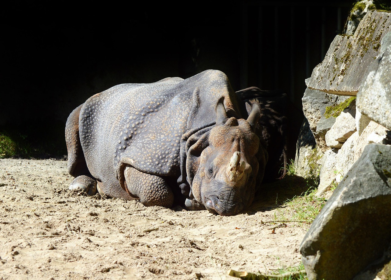 rhino animal mammal free photo