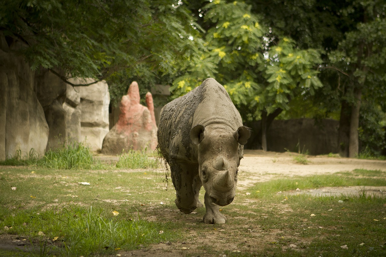 rhino rhino at zoo rhino walking toward camera free photo