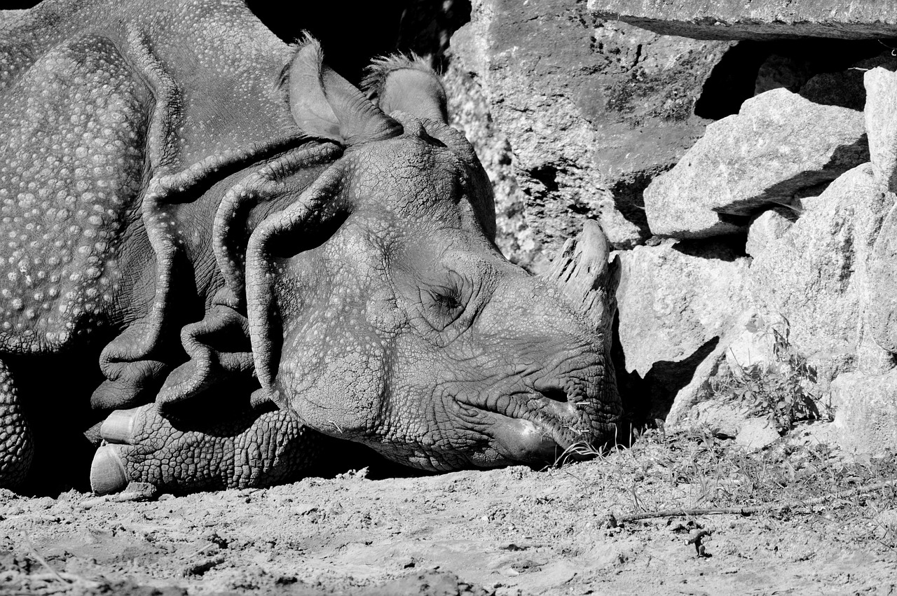 rhino animal mammal free photo