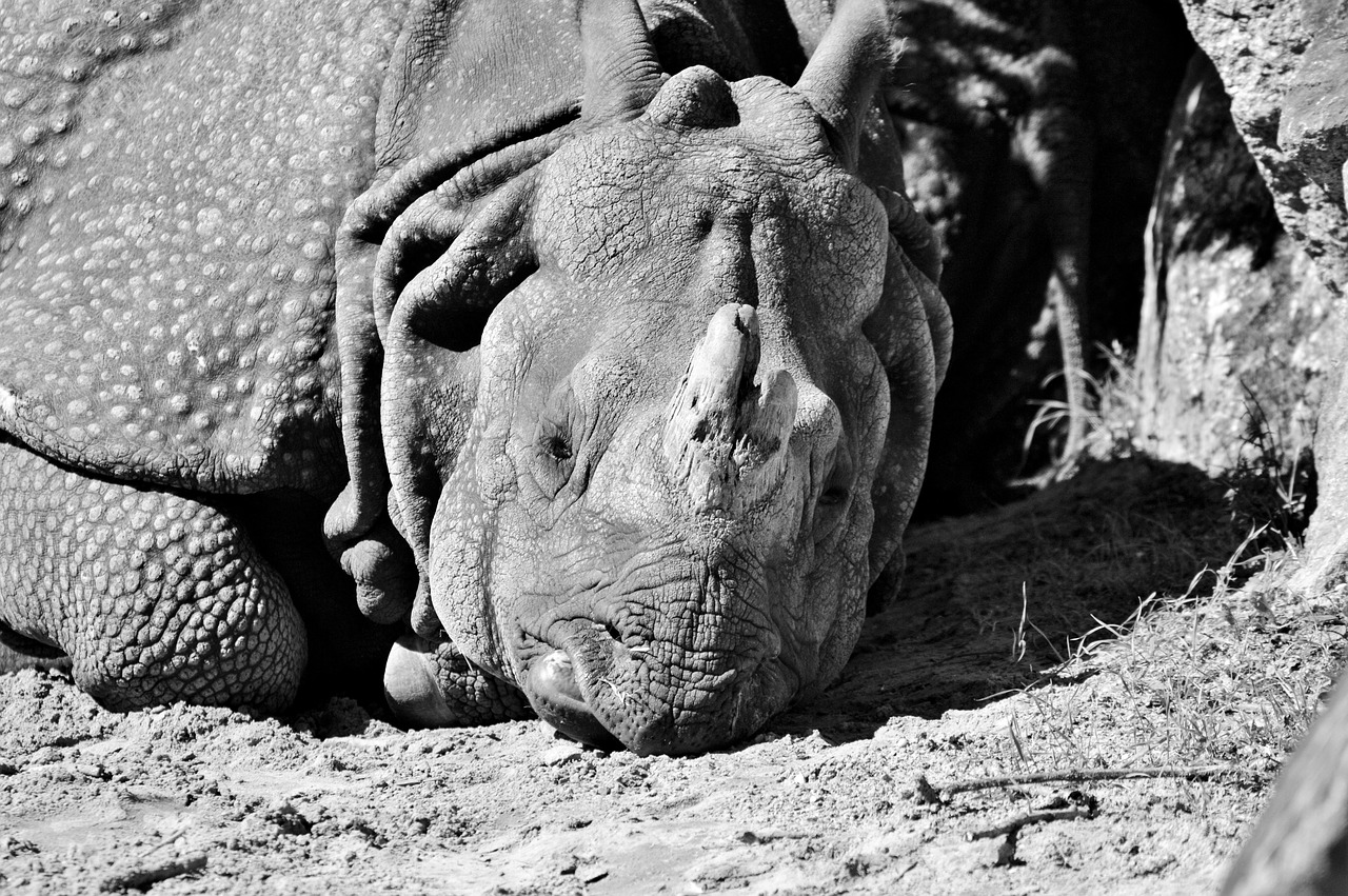 rhino animal mammal free photo