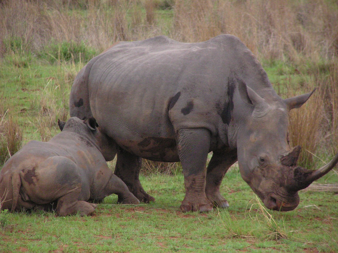 rhino baby mother free photo