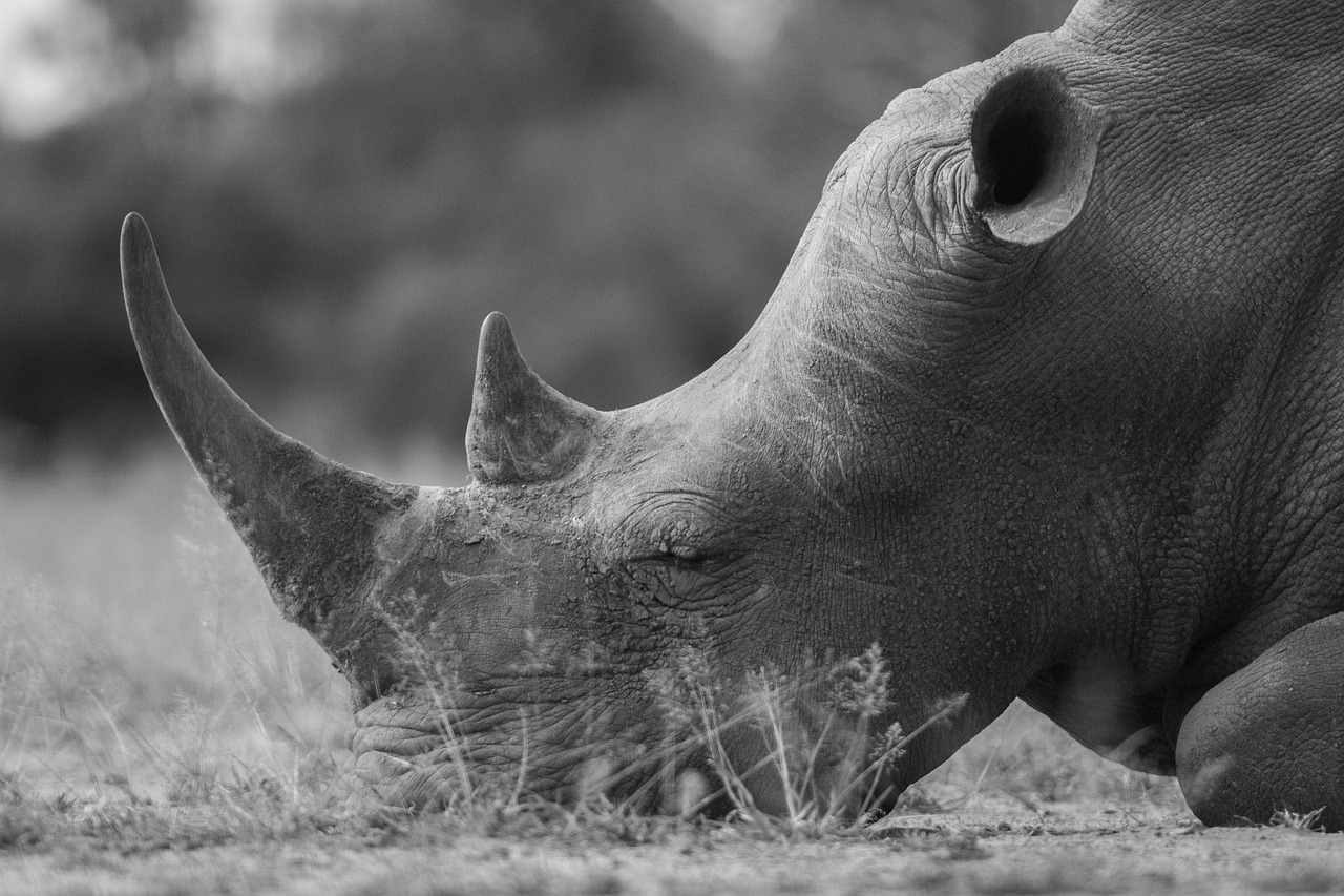 rhino horn animal free photo