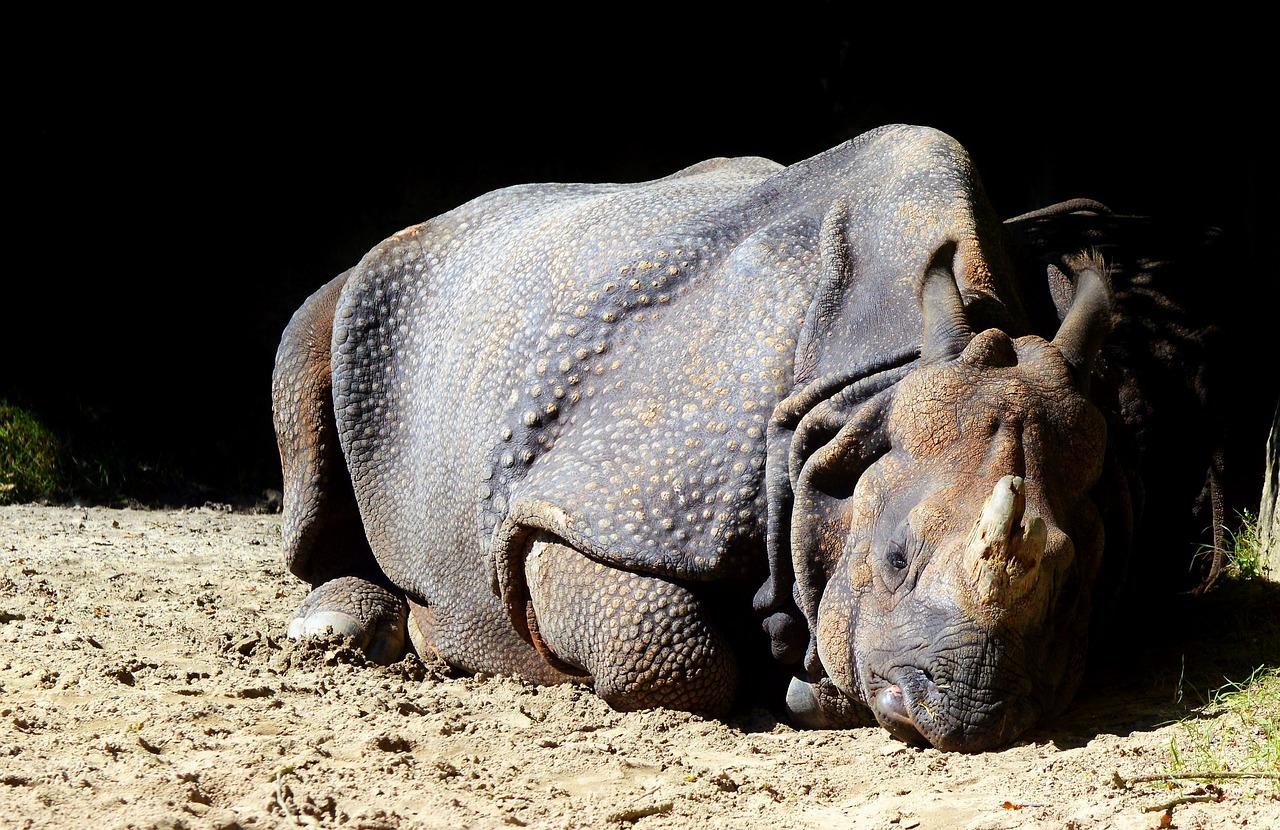 rhino animal mammal free photo