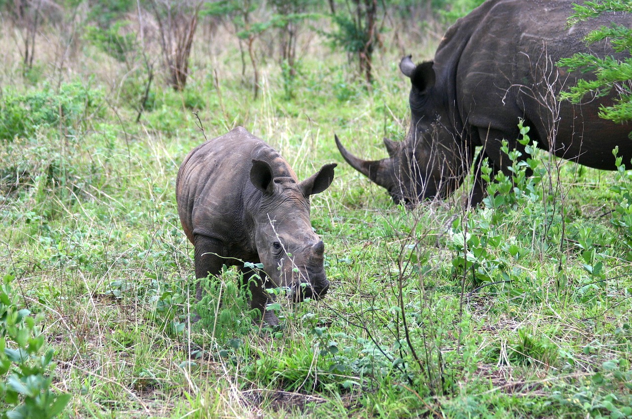 rhino safari south africa free photo