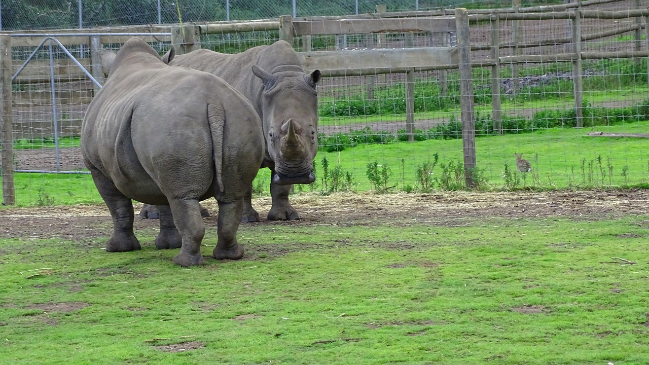 rhino rhinoceros wild free photo