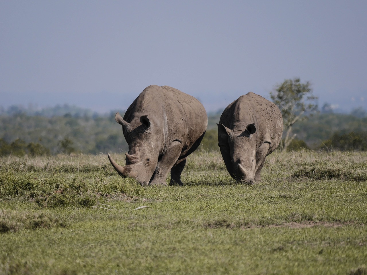 rhino pair eat free photo