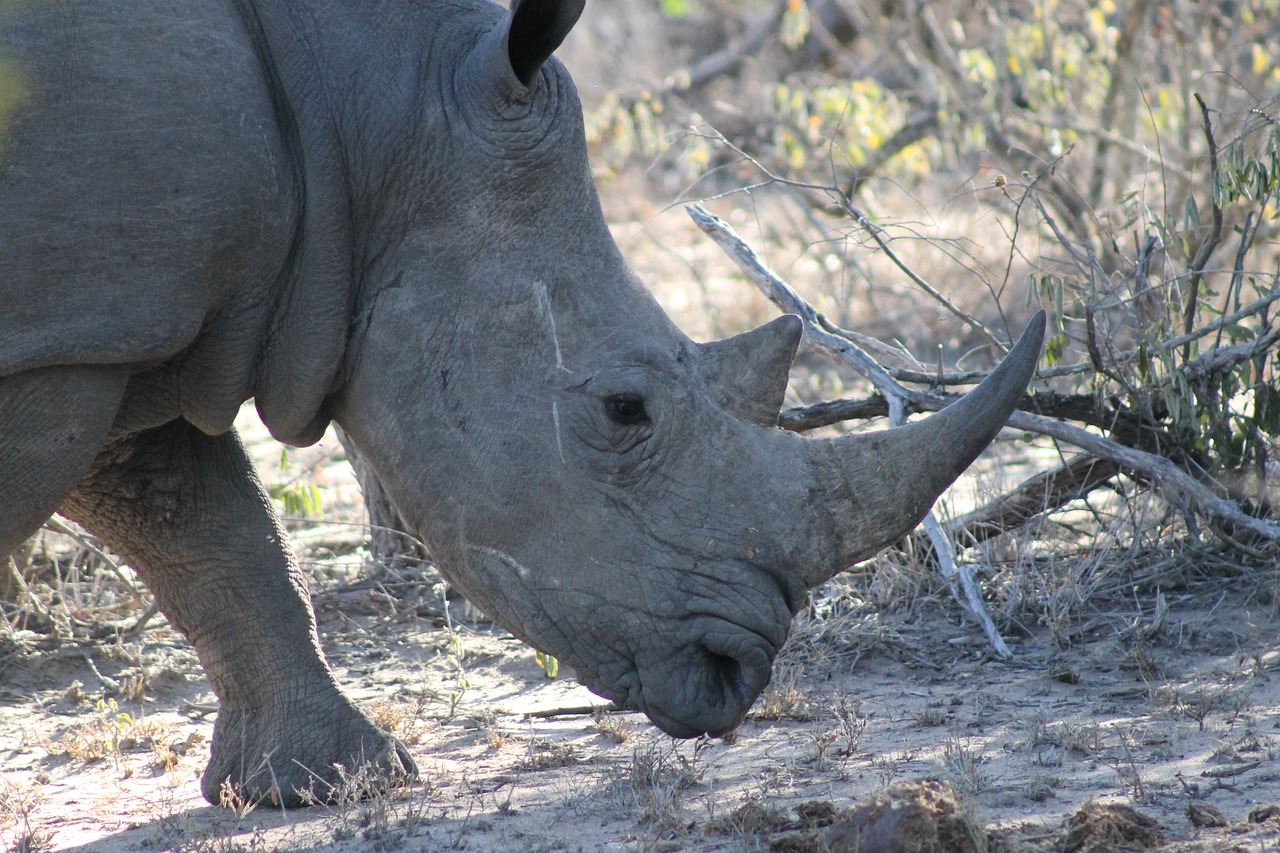 rhino animal africa free photo