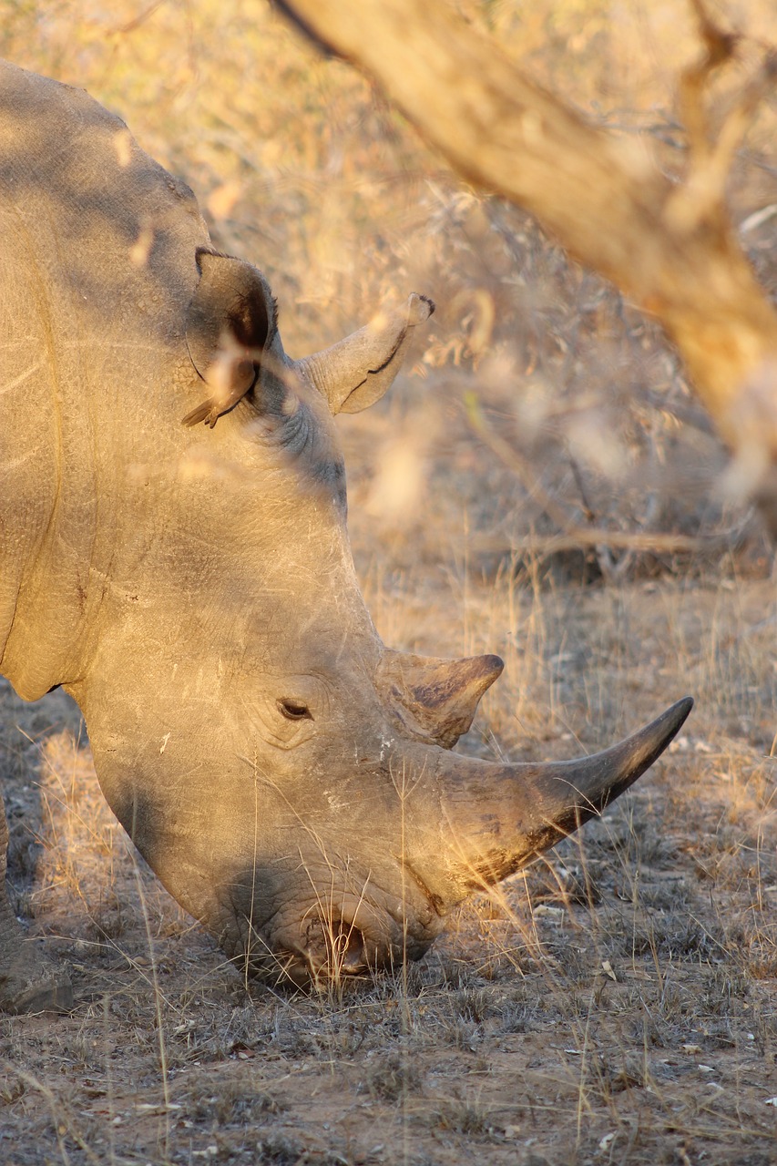 rhino horn africa free photo