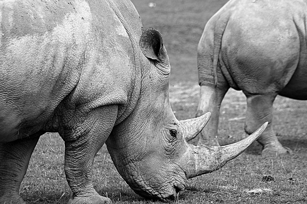 rhino zoo animal free photo