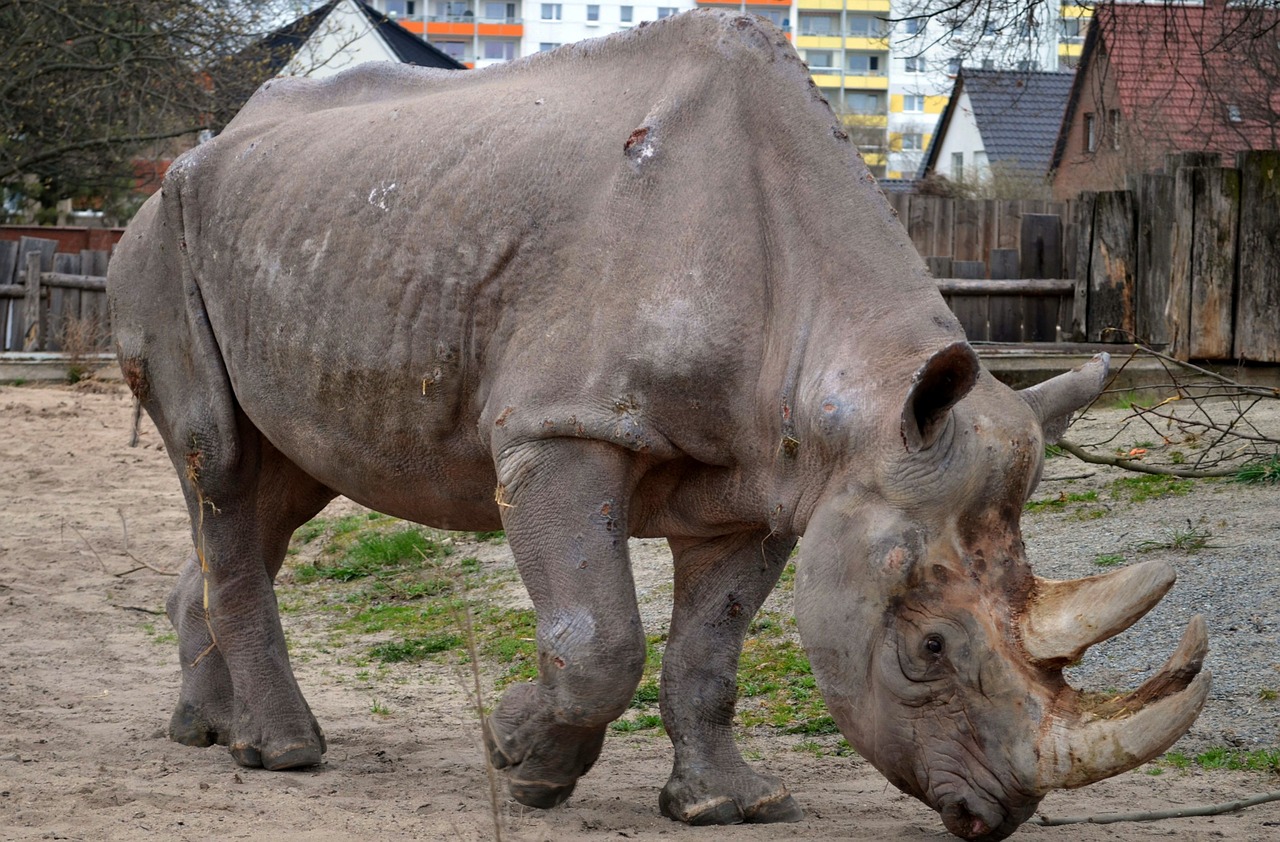 rhino zoo animals free photo