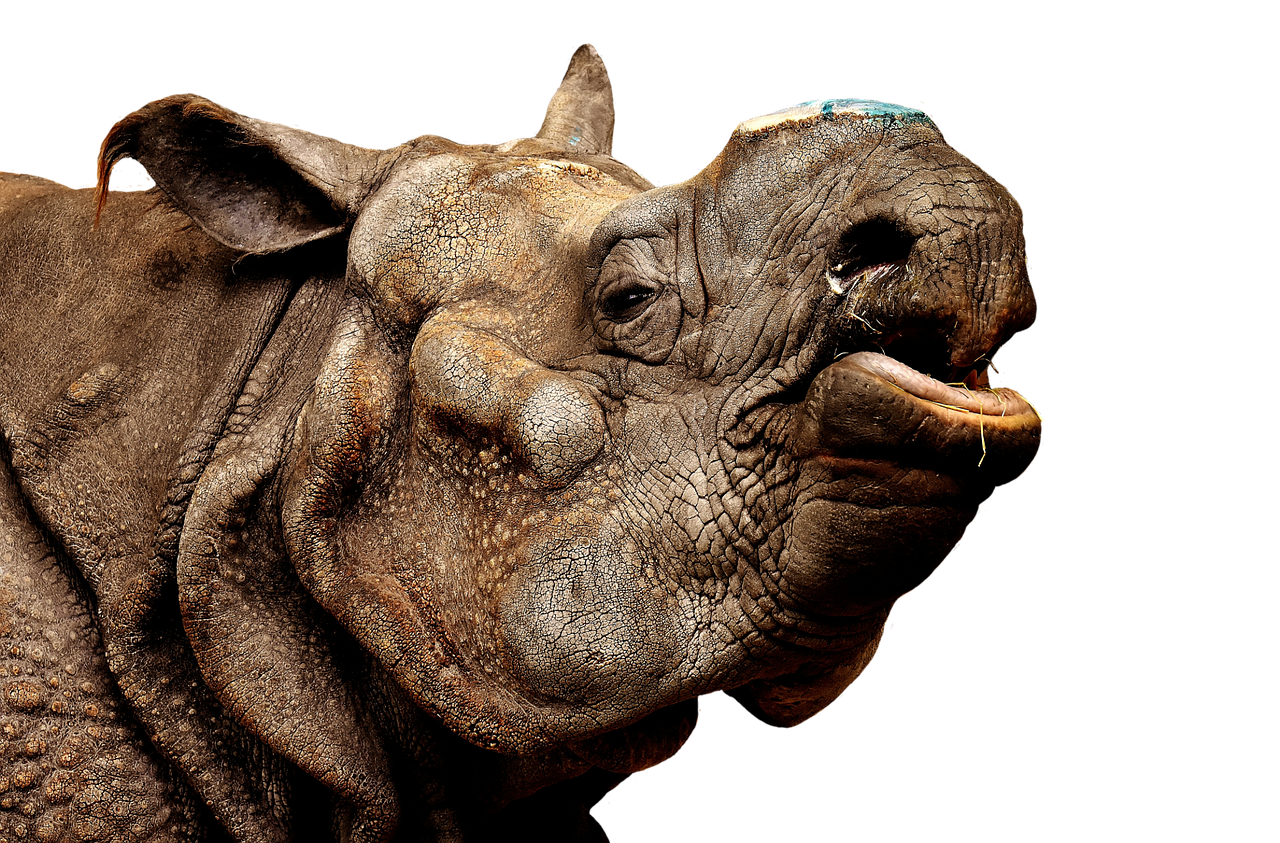 rhino animal animal world free photo