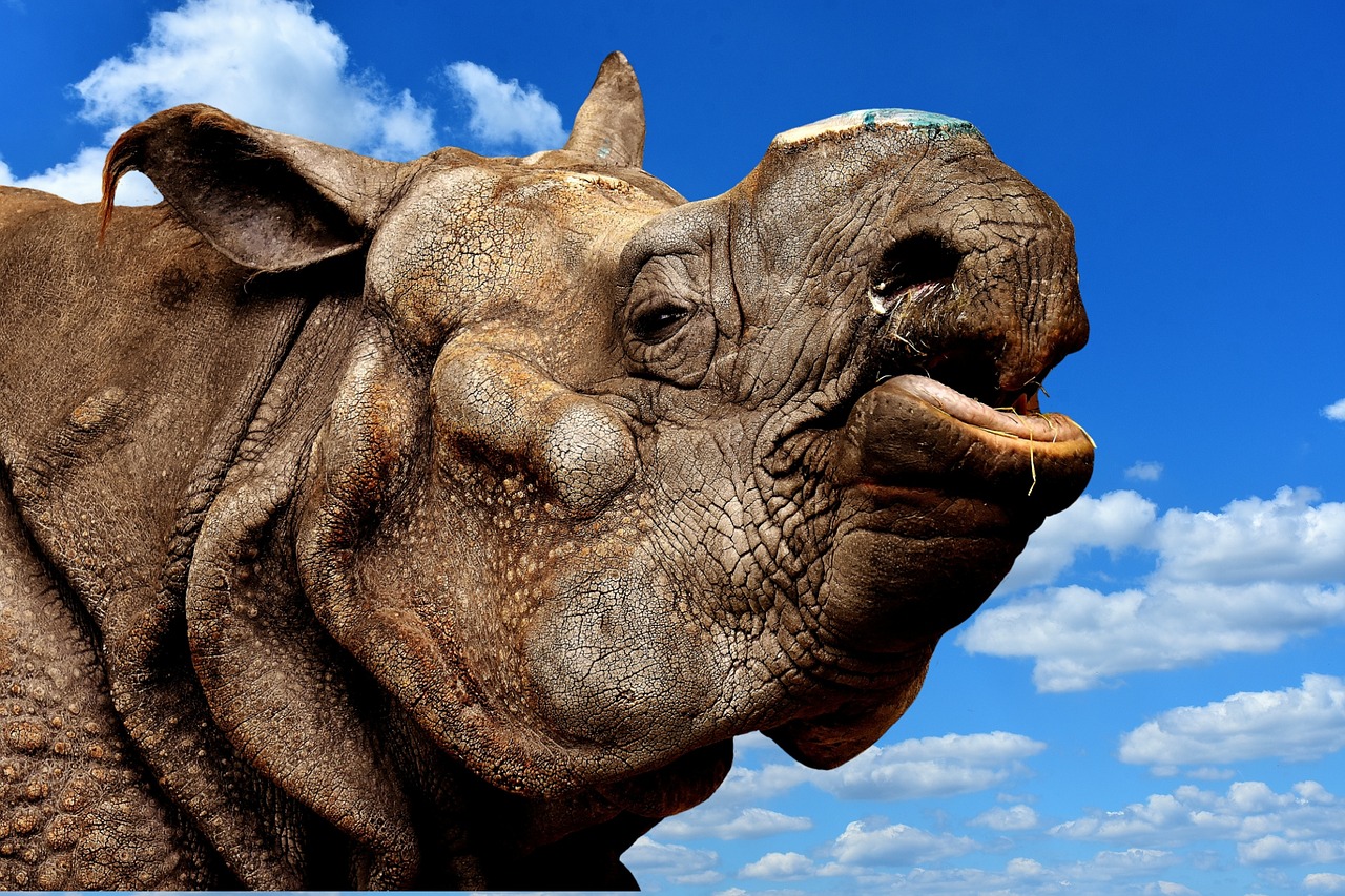 rhino animal animal world free photo