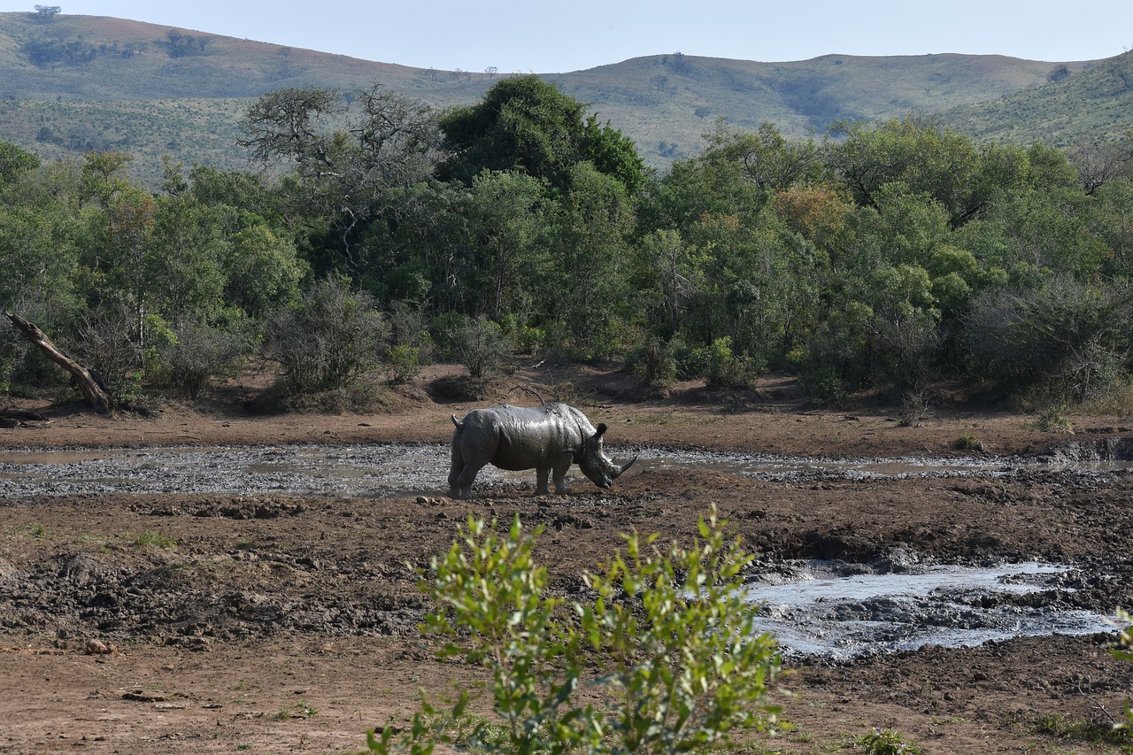 rhino big 5 south africa free photo