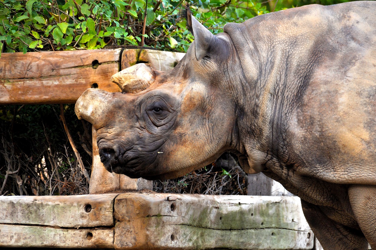 rhino zoo skull free photo