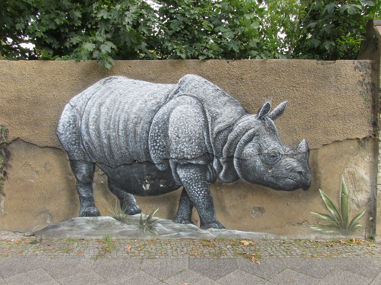 rhino wall art wall free photo