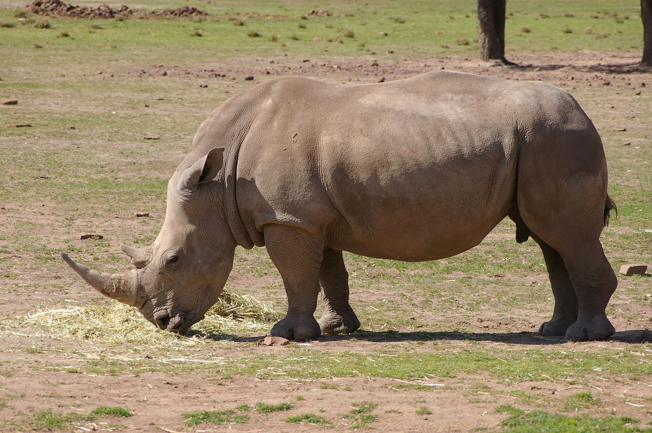 rhino rhinoceros zoo free photo