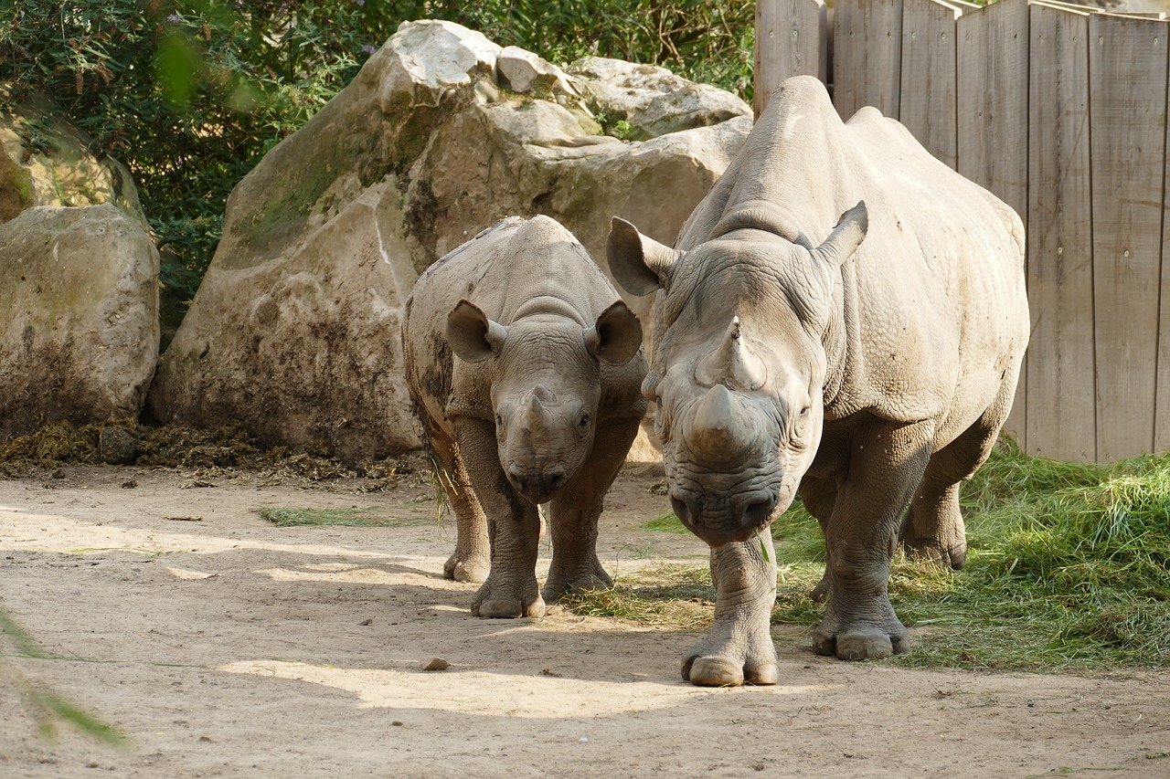 rhino mother child free photo