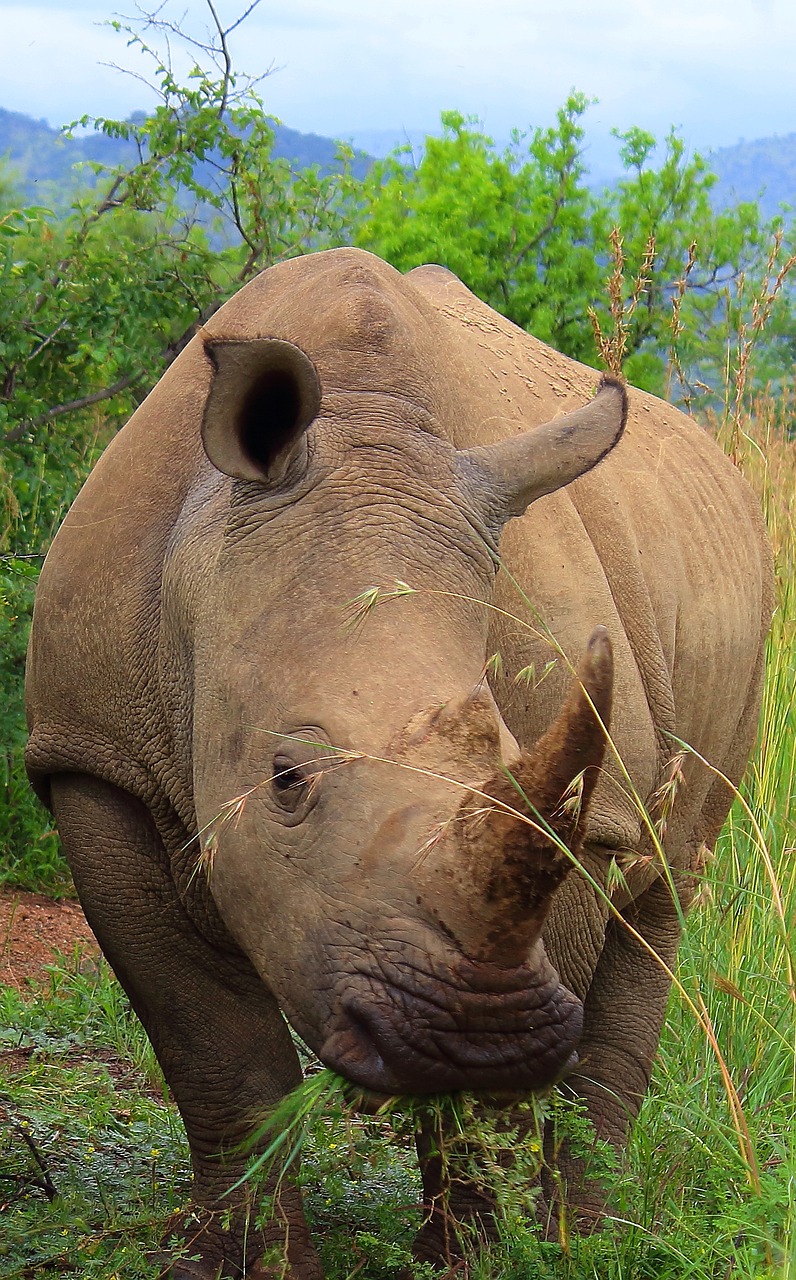 rhino big 5 africa free photo