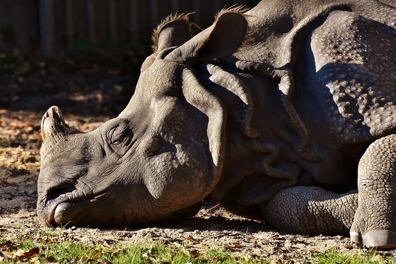 rhino animal animal world free photo