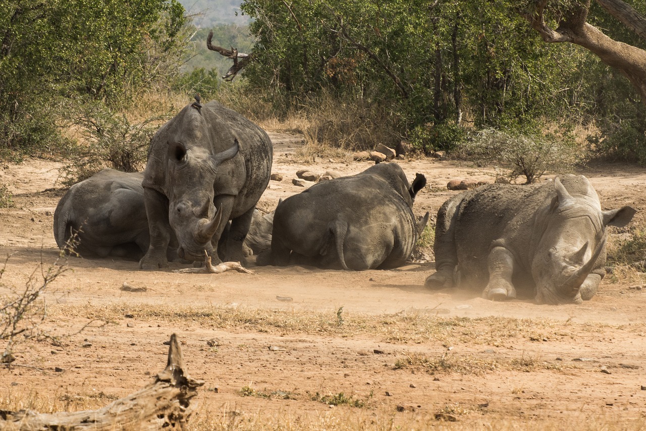 rhino africa safari free photo