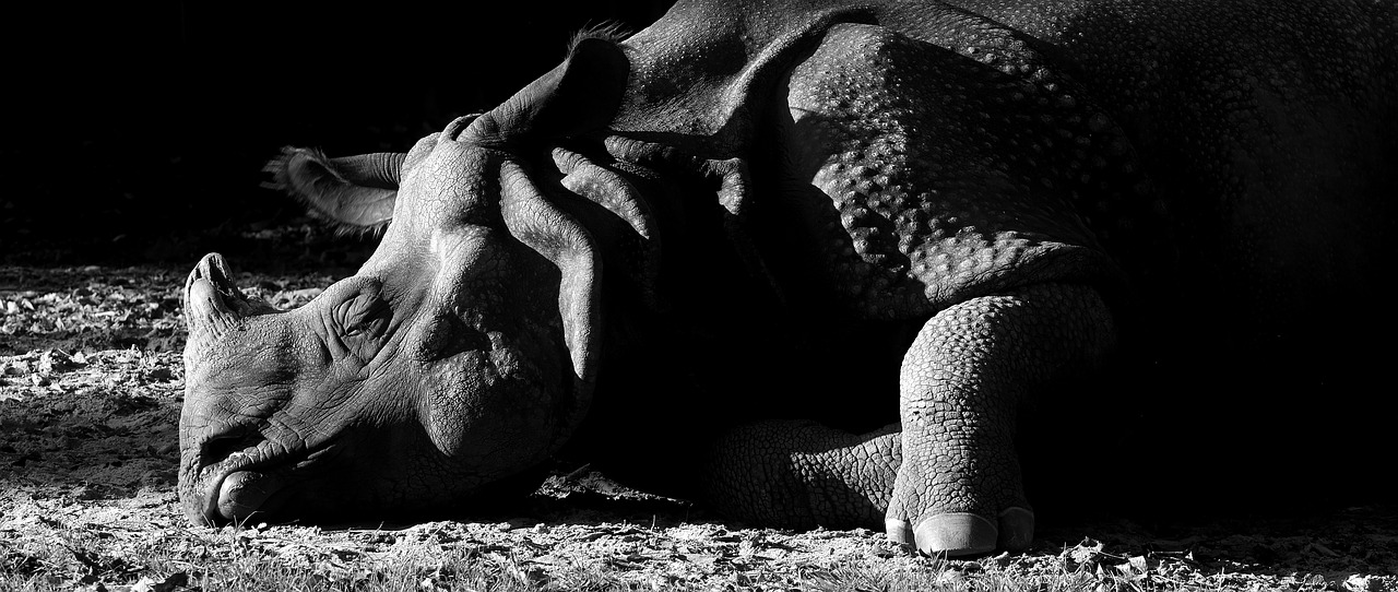 rhino animal animal world free photo