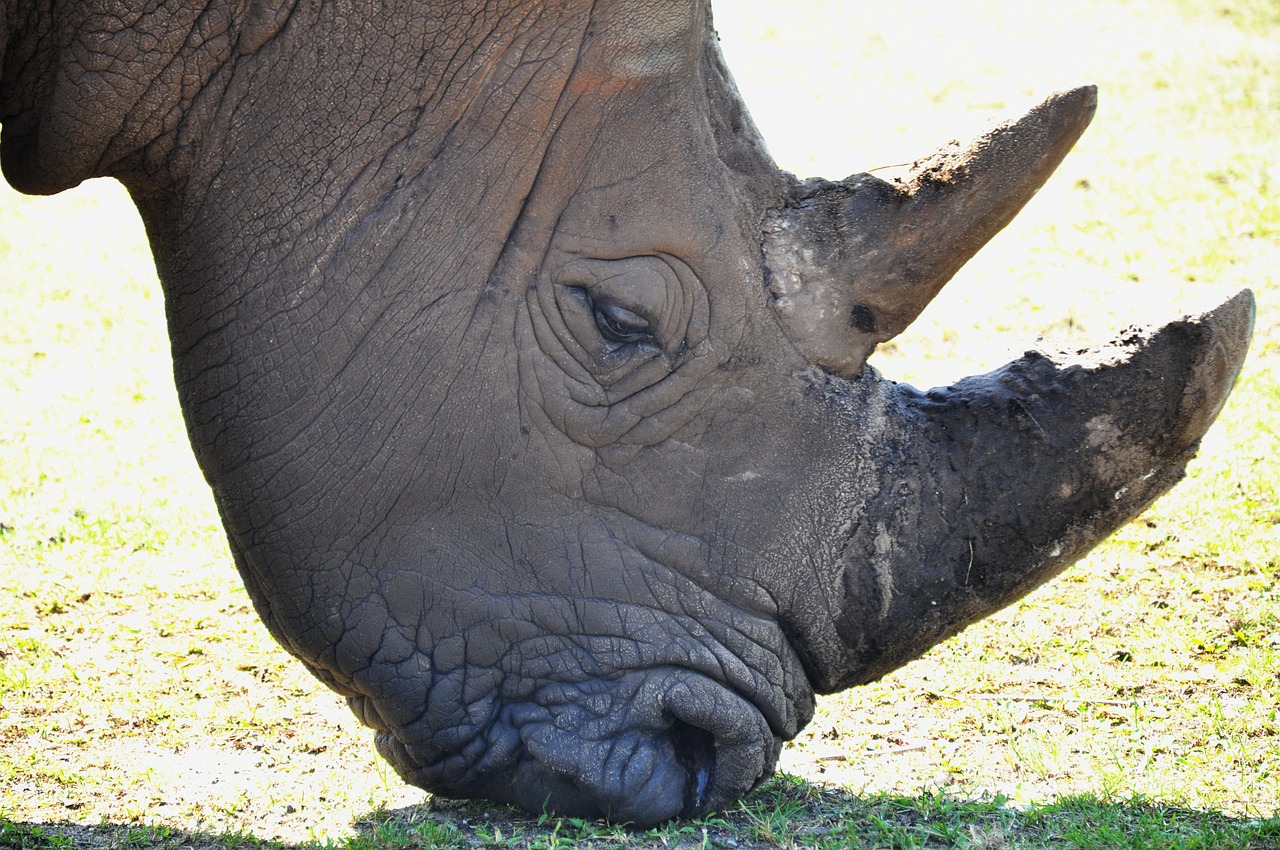 rhino zoo animals free photo