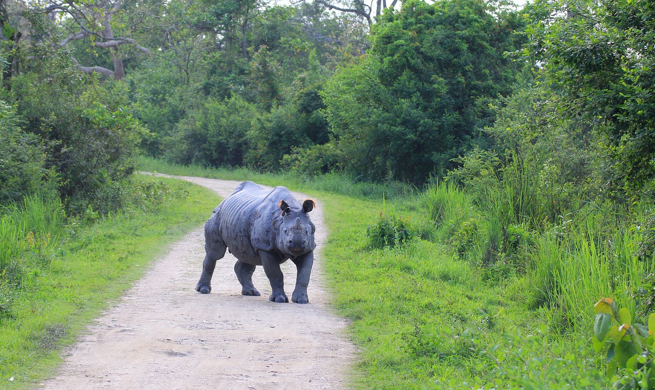 rhino kaaziranga ready to run free photo
