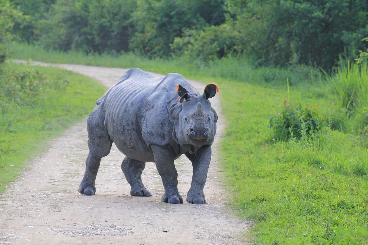 rhino kaaziranga aggressive free photo