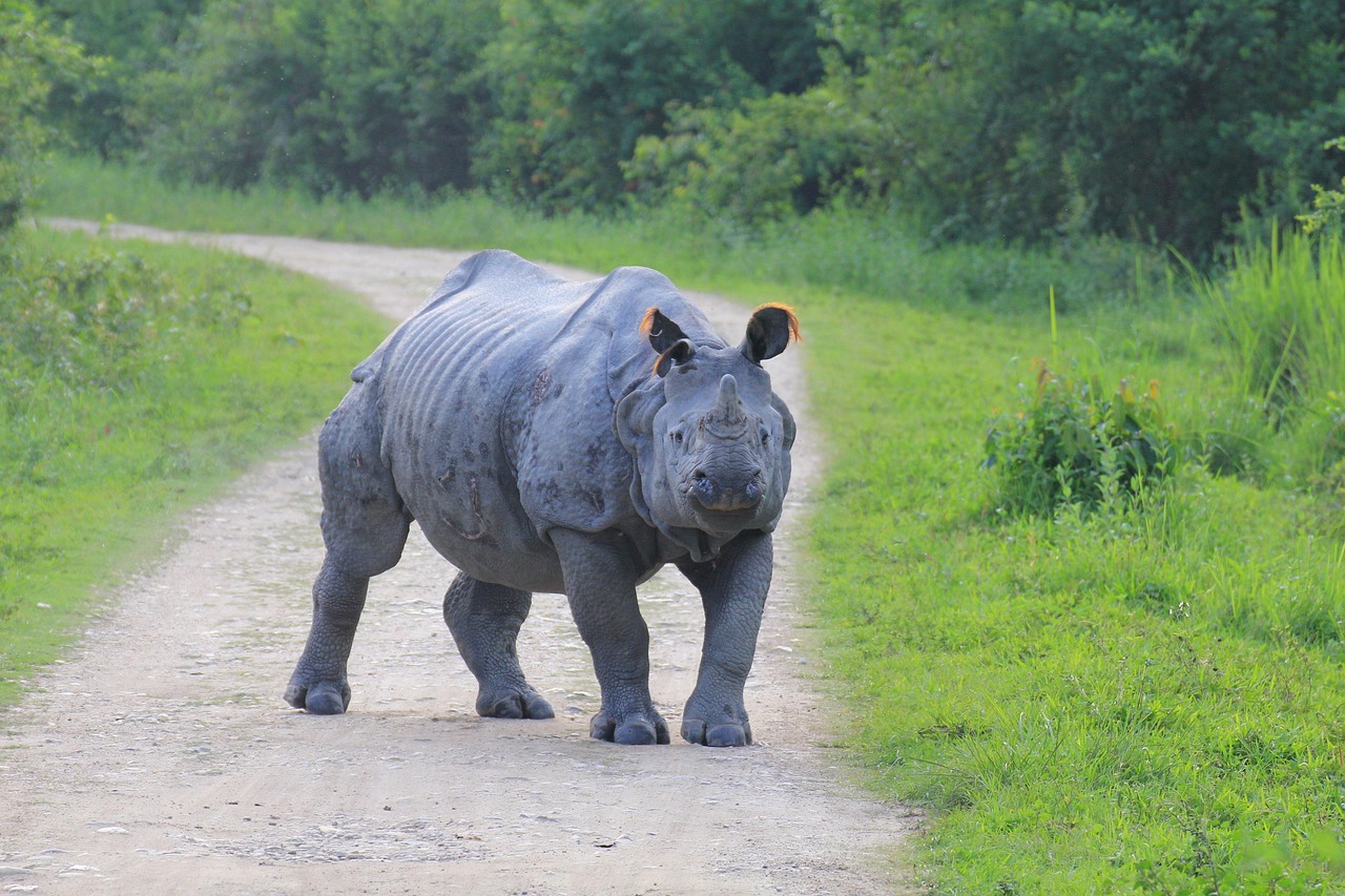 rhino kaaziranga close look free photo