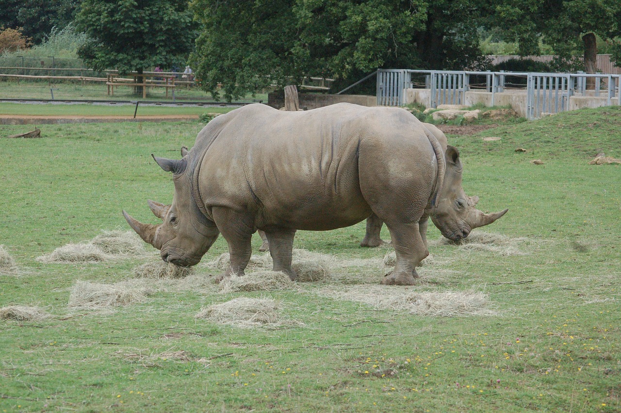 rhino rhinoceros animal free photo