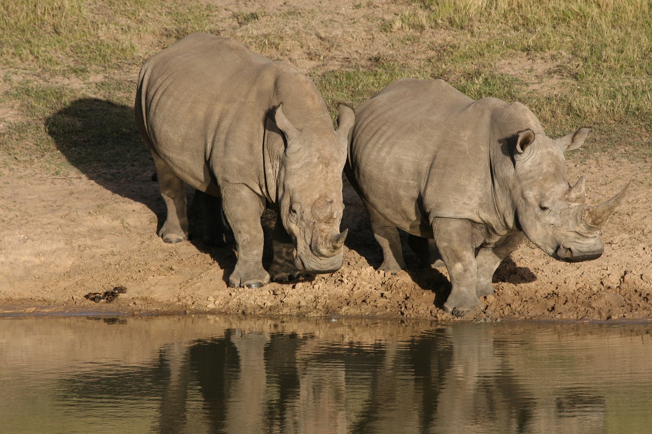 rhino wildlife africa free photo