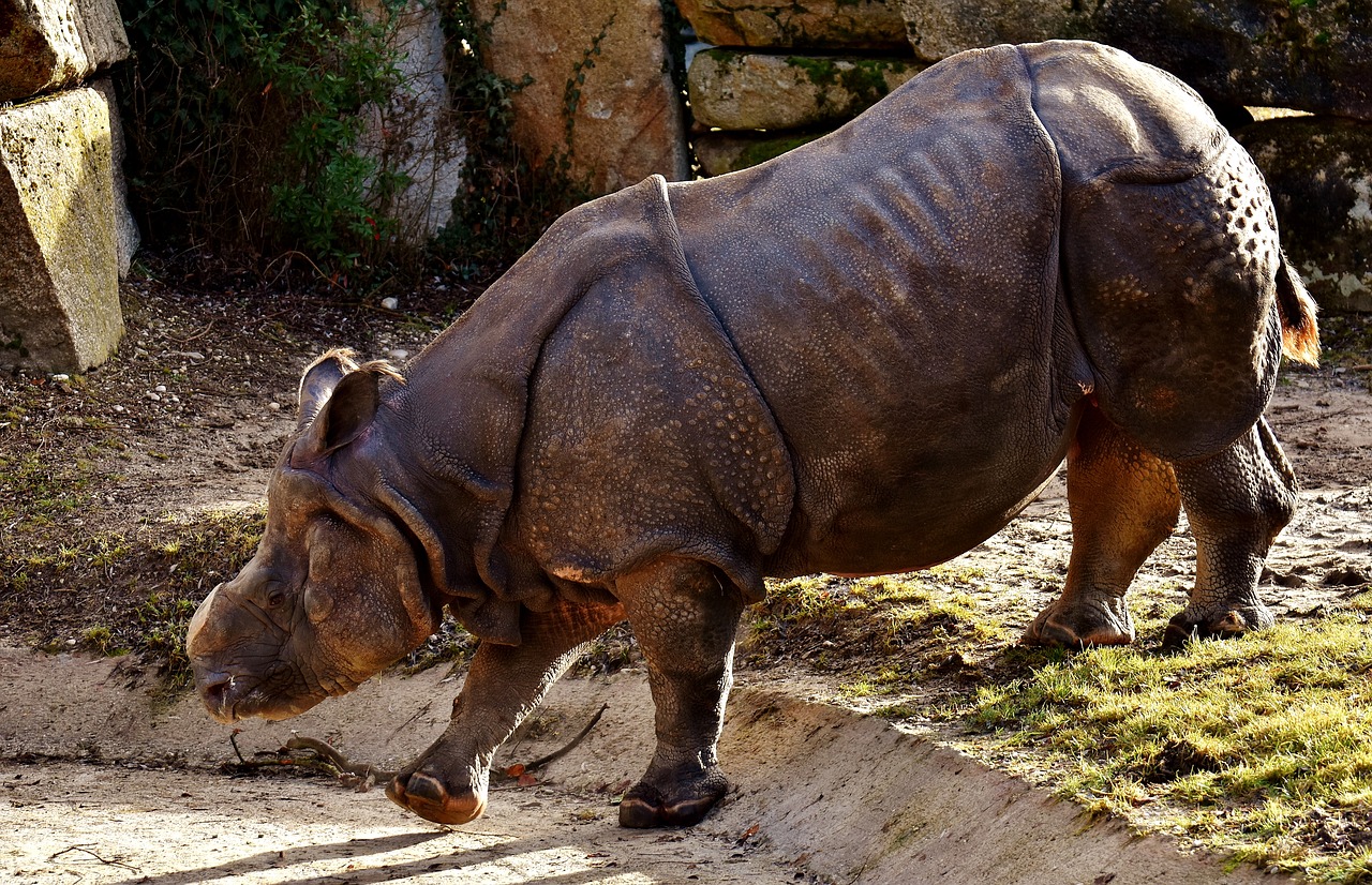 rhino animal animal world free photo