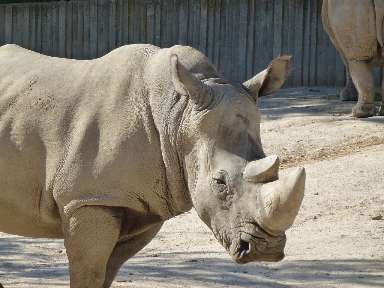 rhino white rhino zoo free photo