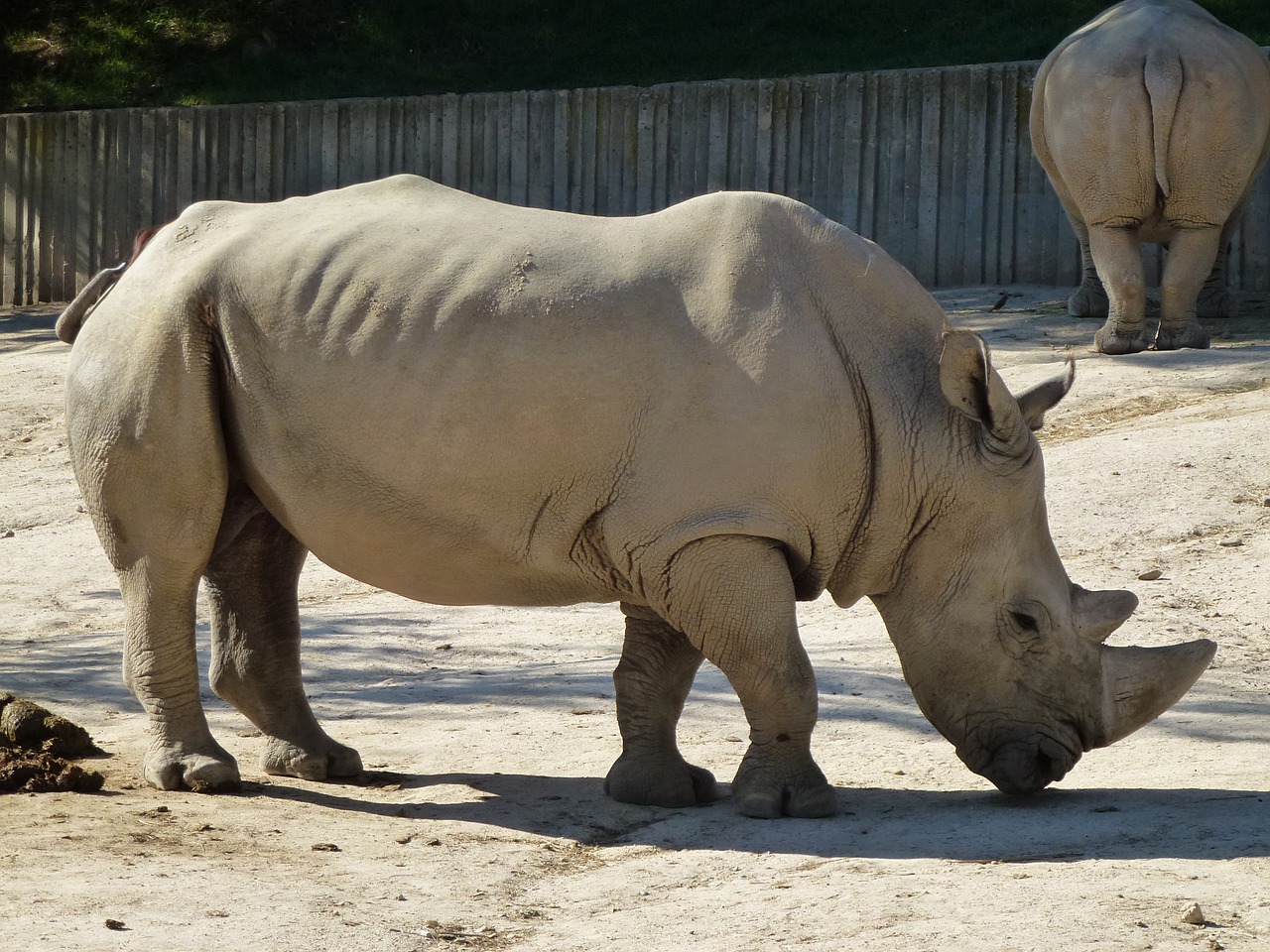 rhino white rhino zoo free photo