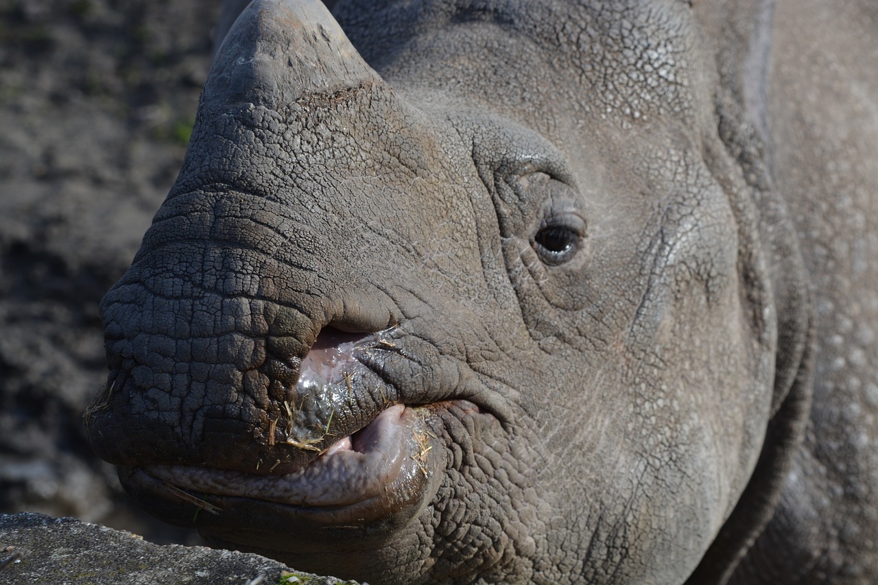 rhino animal animal world free photo