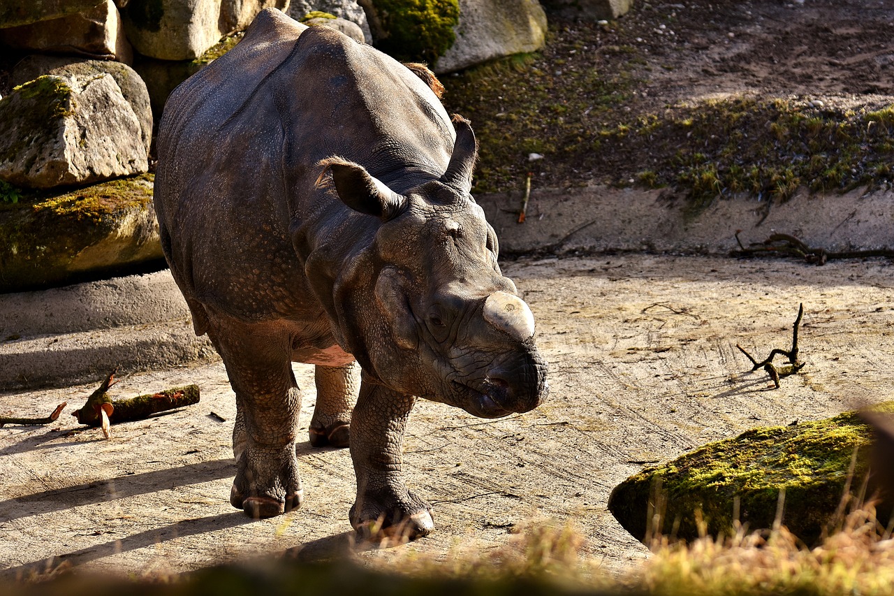 rhino animal animal world free photo