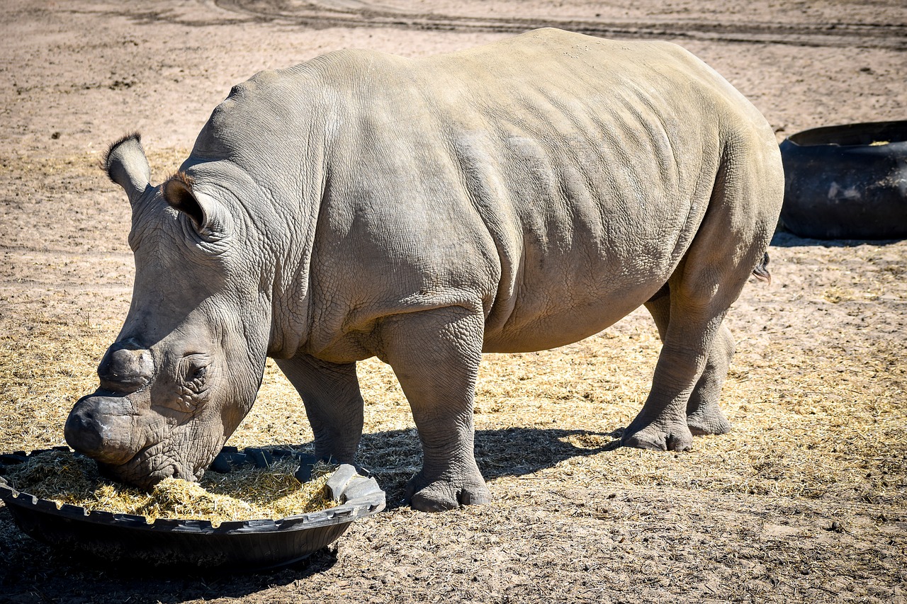 rhino  mammal  animal free photo