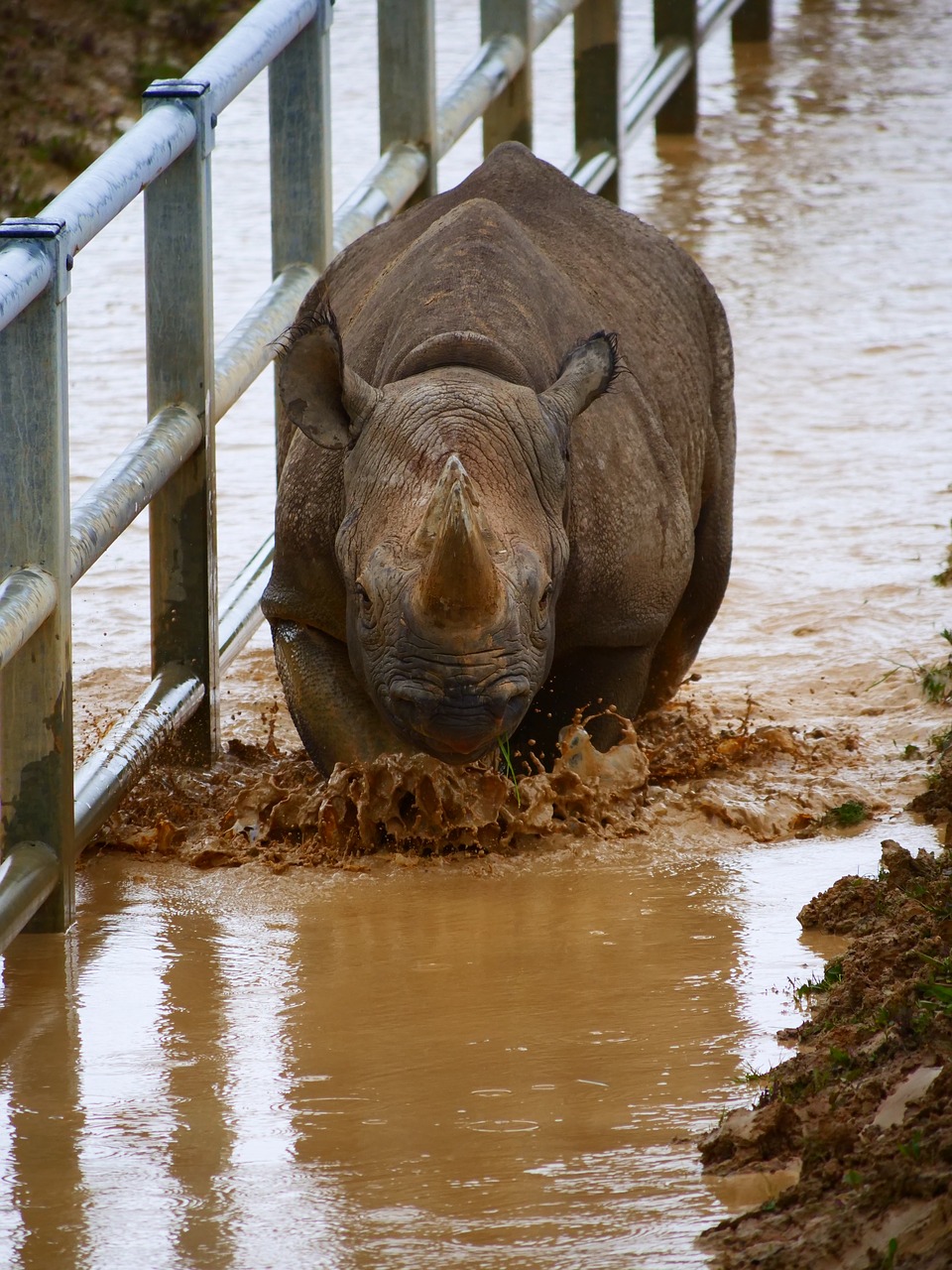 rhino  charging  rhinoceros free photo