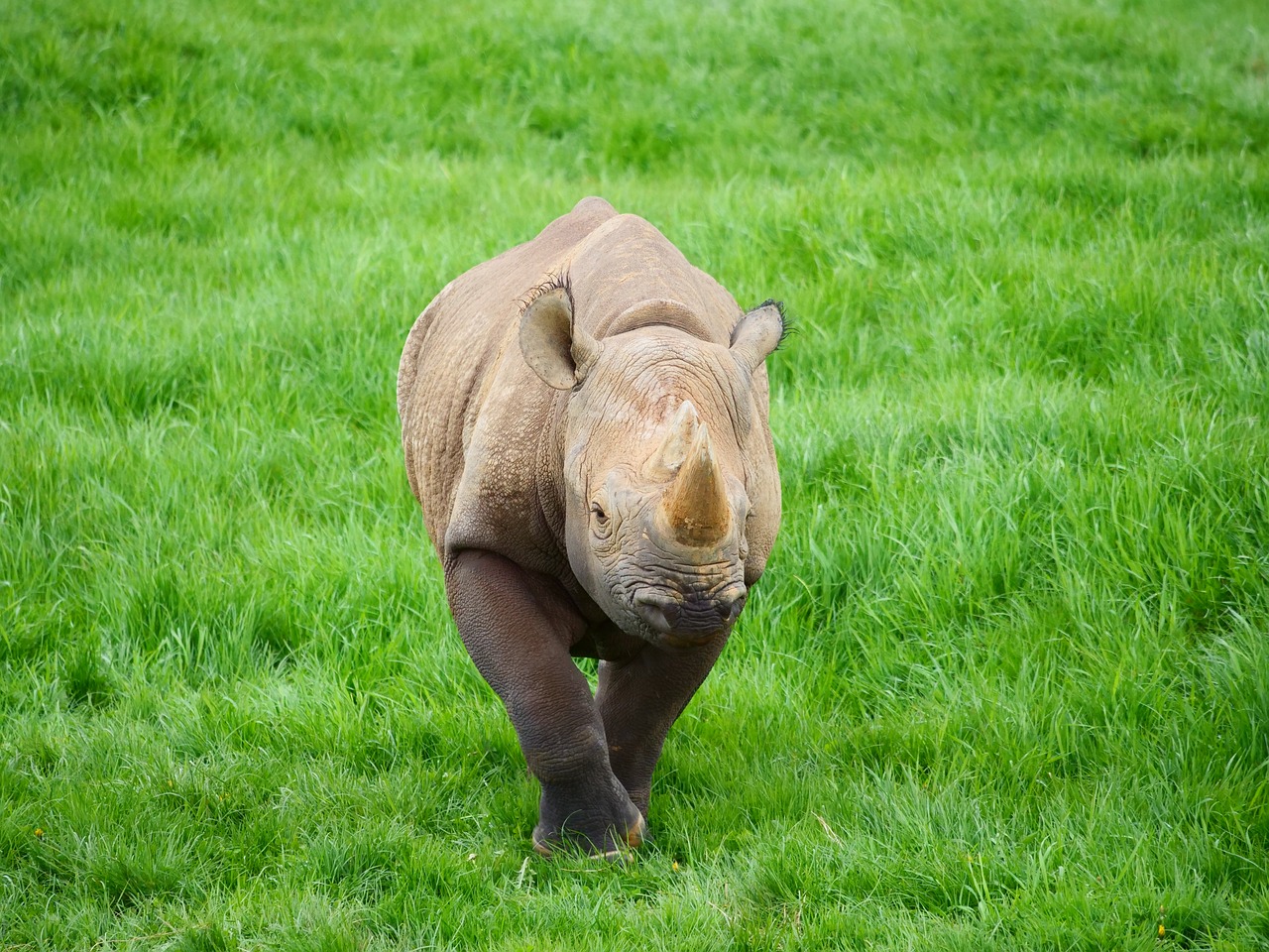 rhino  rhinoceros  nature free photo