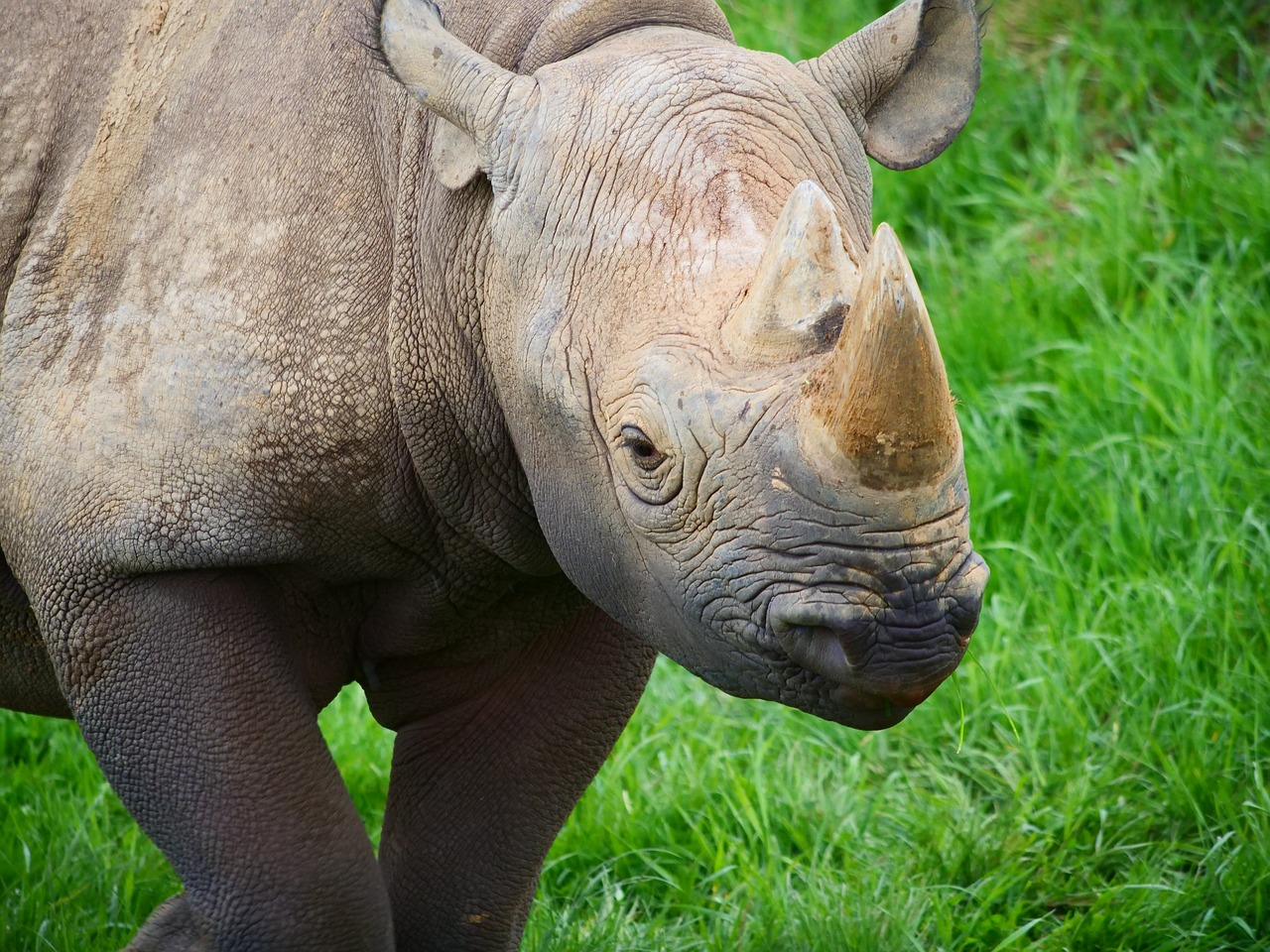 rhino  rhinoceros  animal free photo