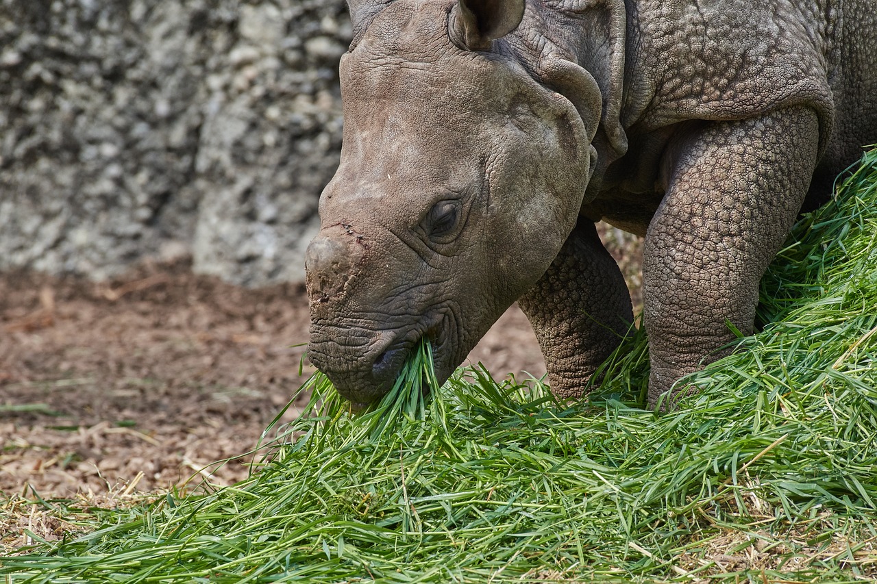 rhino  nature  animal free photo