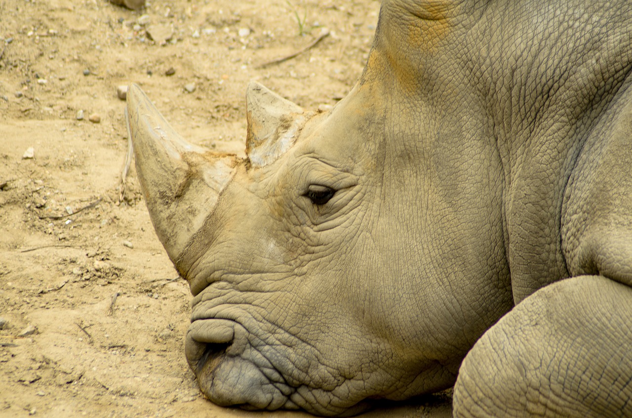 rhino  rhinoceros  animal free photo