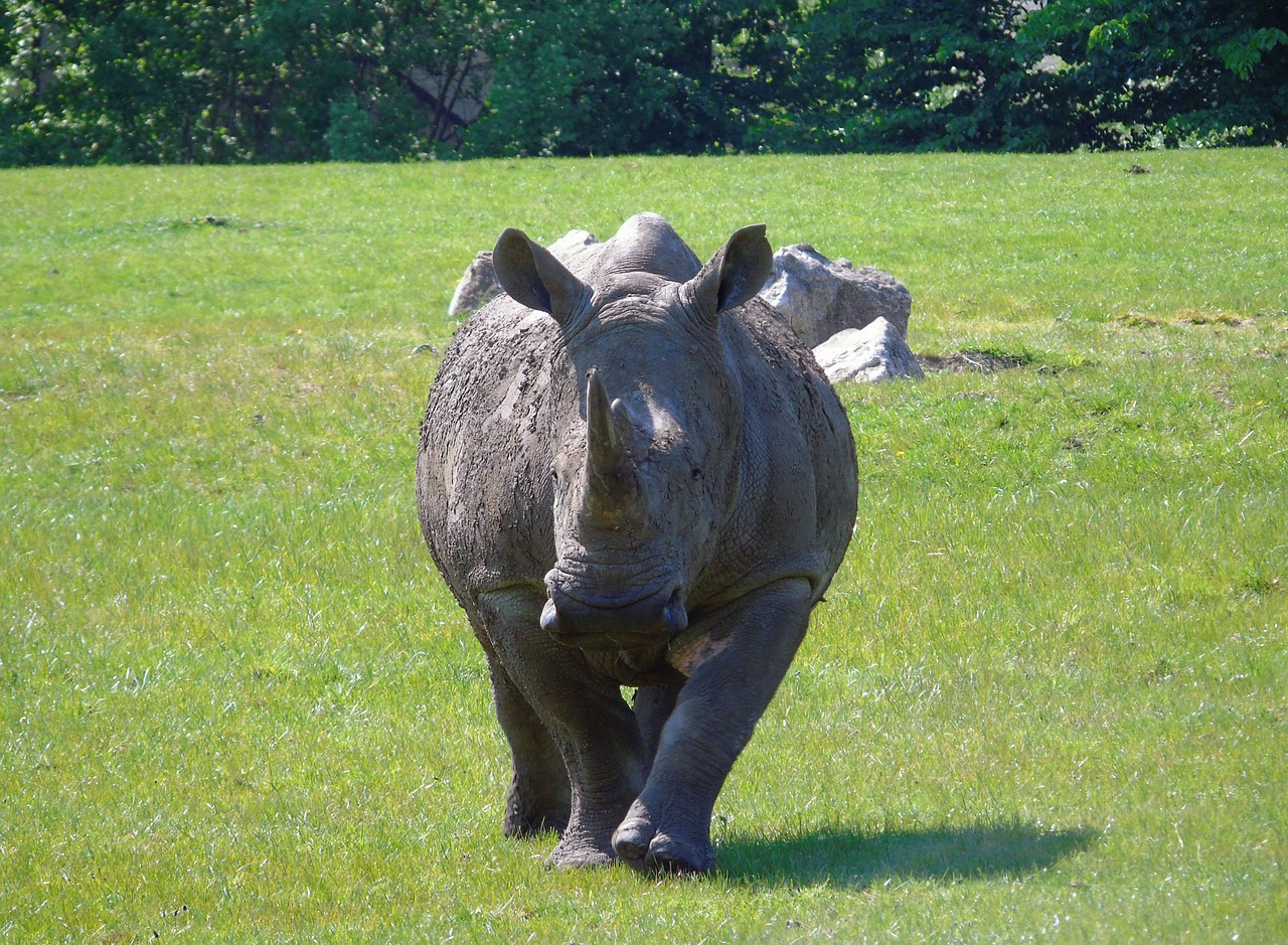 rhino  animal  wild free photo