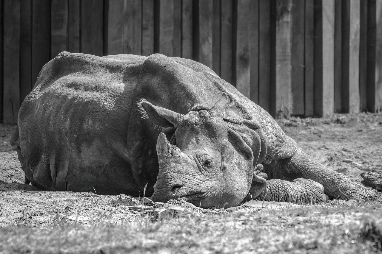 rhino  animal  mammal free photo