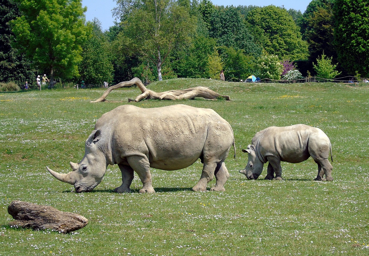 rhino  animal  zoo free photo