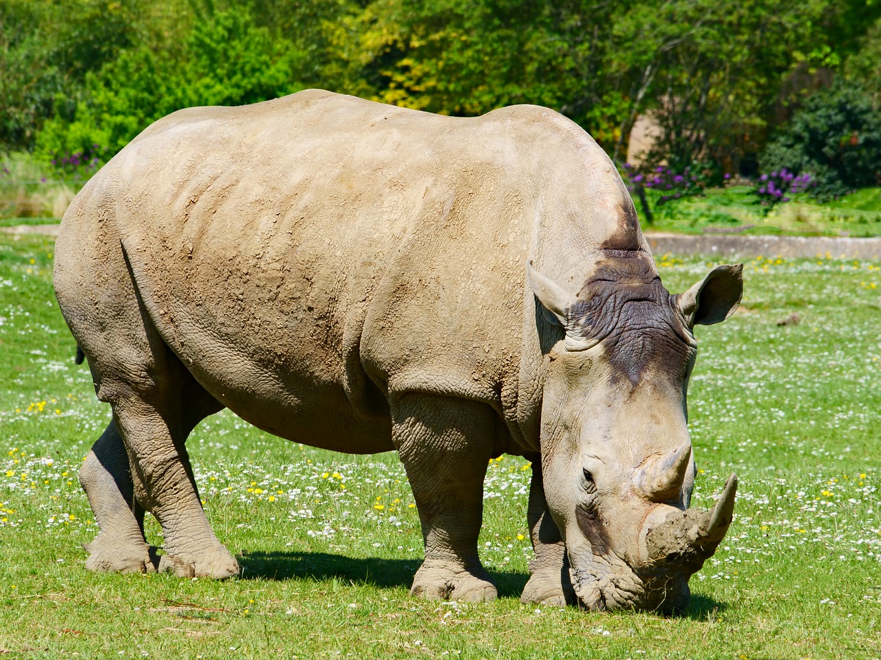 rhino  rhinoceros  animal free photo