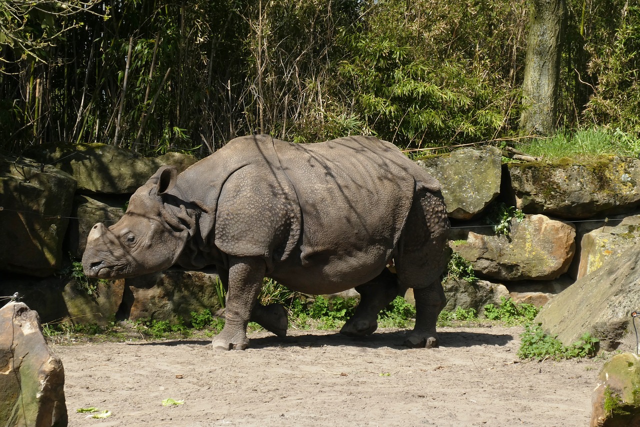 rhino  zoo  bijdorp free photo